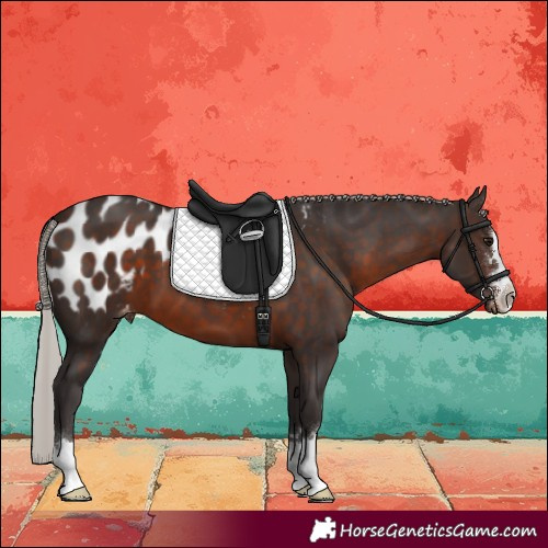 Horse Color:Silver Brown Blanket 