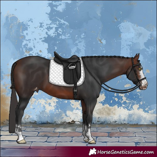 Horse Color:Bay Appaloosa 