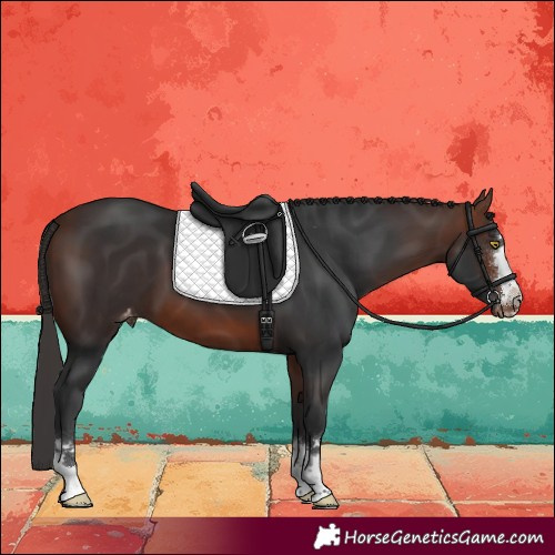 Horse Color:Bay Varnish 