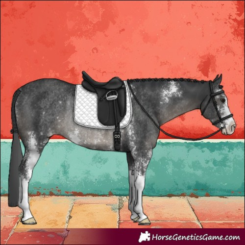 Horse Color:Black Sabino Rabicano 