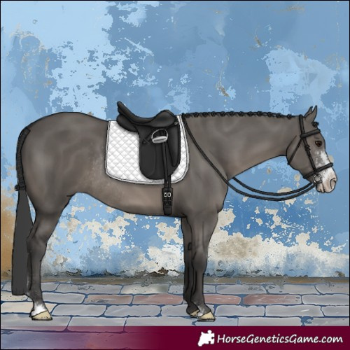 Horse Color:Grullo Sabino Rabicano