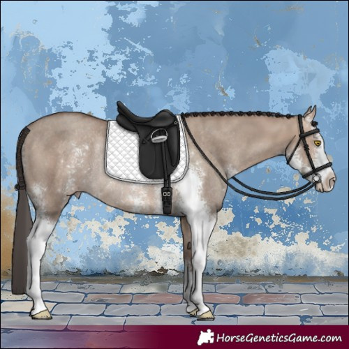 Horse Color:Sable Champagne Dun Sabino Rabicano