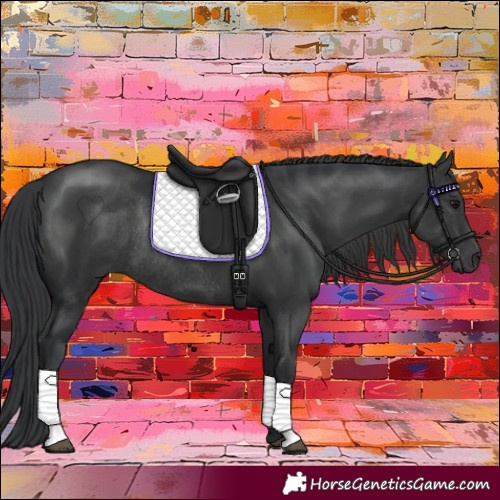 Horse Color:Black Rabicano 