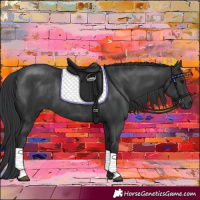 Horse Color:Black Rabicano 