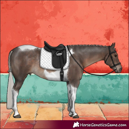 Horse Color:Silver Black Tobiano Rabicano 