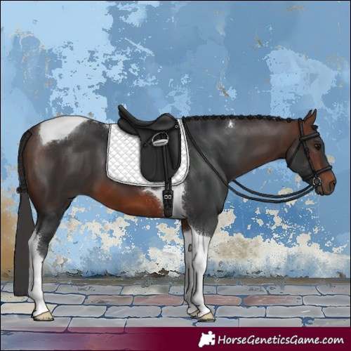 Horse Color:Brown Tobiano 