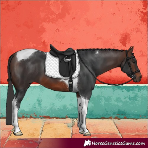 Horse Color:Brown Tobiano 