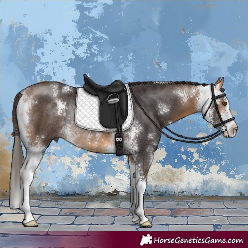 Horse Color:Buckskin Sabino Rabicano 