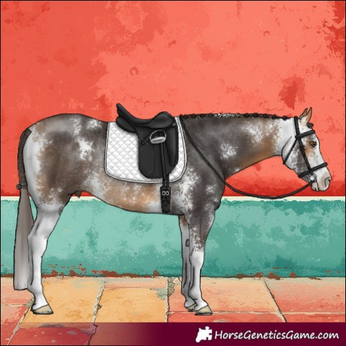 Horse Color:Buckskin Sabino Rabicano 