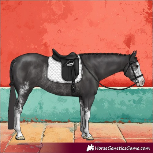 Horse Color:Smoky Black Sabino Rabicano 