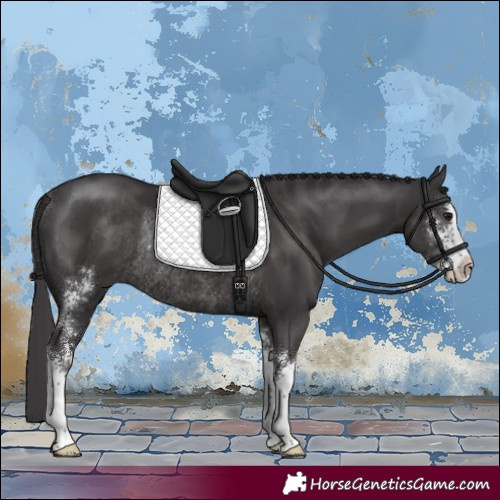 Horse Color:Smoky Black Sabino Rabicano 