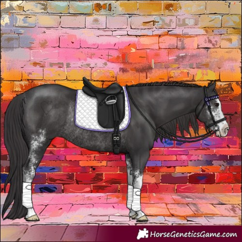 Horse Color:Smoky Black Sabino Rabicano 