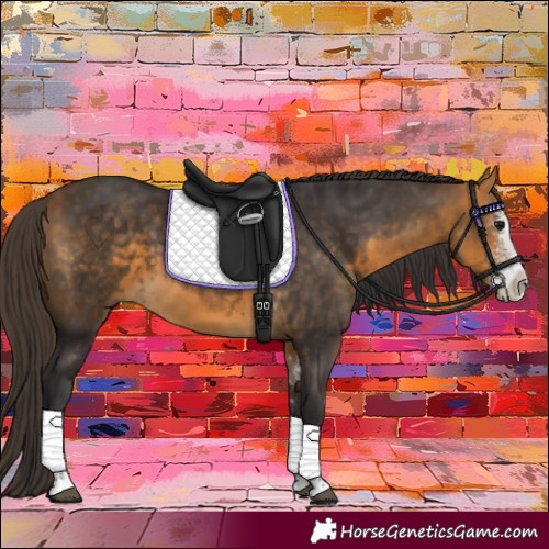 Horse Color:Buckskin Sabino 