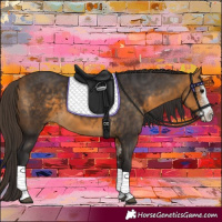 Horse Color:Buckskin Sabino 