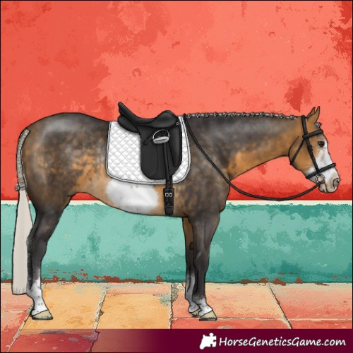 Horse Color:Silver Buckskin Sabino Frame Rabicano 