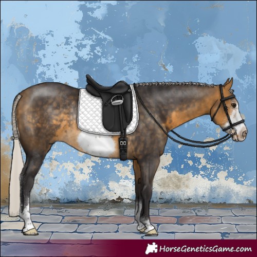 Horse Color:Silver Buckskin Sabino Frame Rabicano 