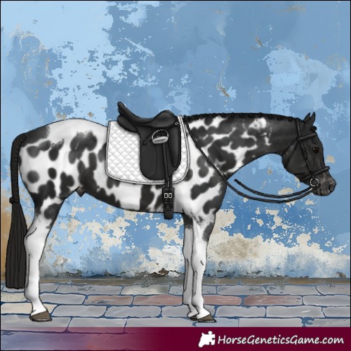 Horse Color:Gray Black Tobiano Appaloosa