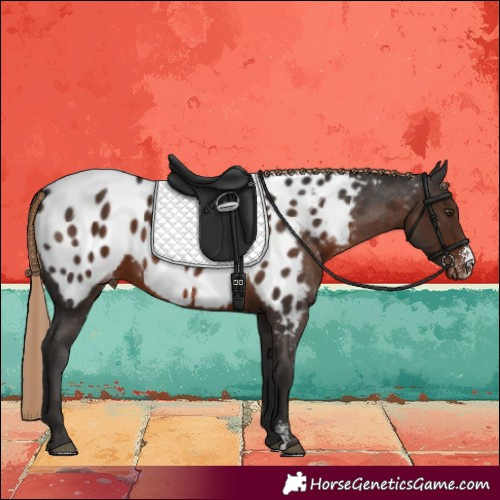 Horse Color:Liver Chestnut Sabino Blanket 