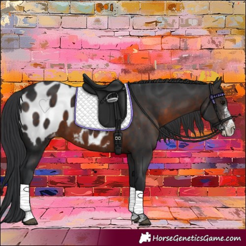 Horse Color:Brown Sabino Appaloosa 
