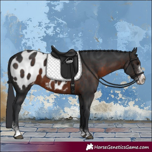 Horse Color:Brown Sabino Appaloosa
