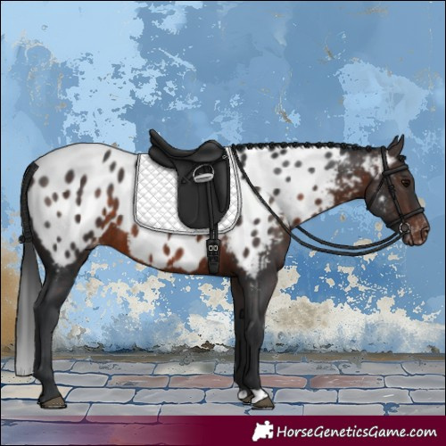 Horse Color:Brown Appaloosa Rabicano