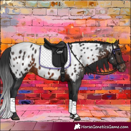 Horse Color:Brown Appaloosa Rabicano 