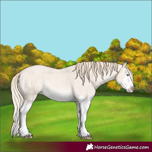 Horse Color:Perlino Roan Splash