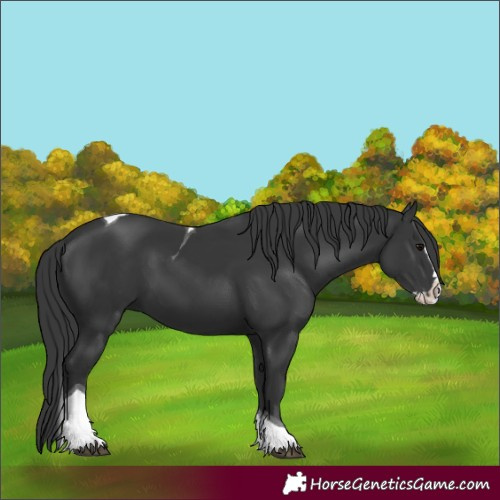 Horse Color:Black Splash Tobiano 