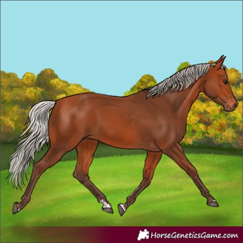 Horse Color:Silver Bay 