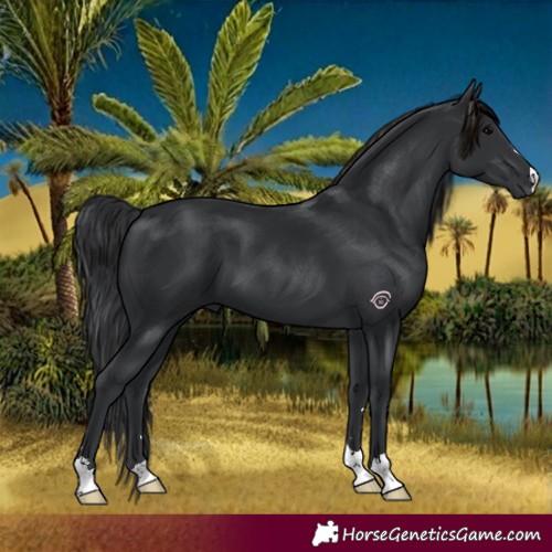 Horse Color:Black 