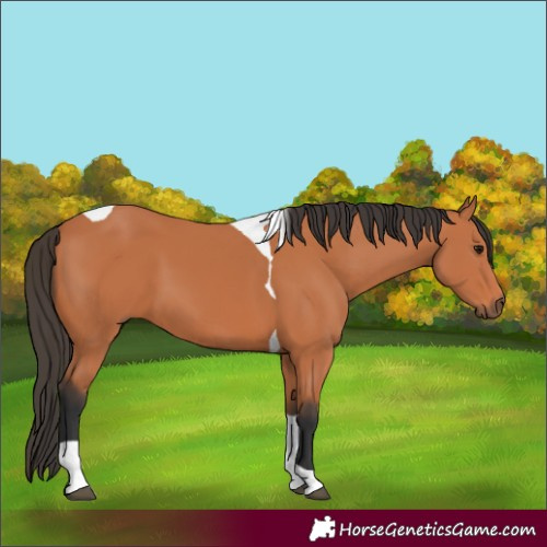 Horse Color:Bay Tobiano