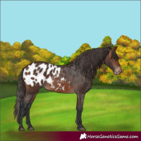 Horse Color:Brown Appaloosa