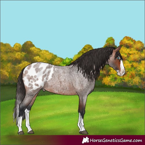 Horse Color:Bay Roan Splash Appaloosa Rabicano