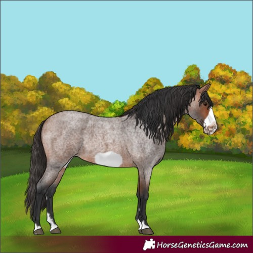 Horse Color:Bay Roan Frame Rabicano 