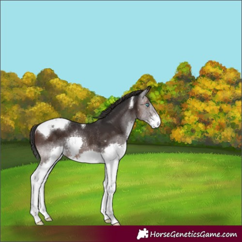 Horse Color:Brown Splash Tobiano Rabicano
