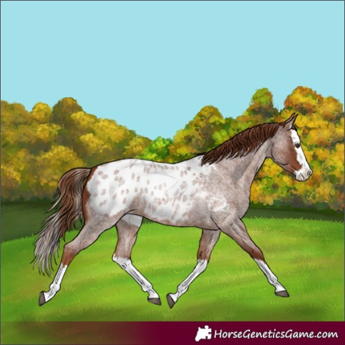Horse Color:Red Roan Splash Appaloosa 
