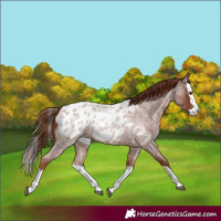 Horse Color:Red Roan Splash Appaloosa 