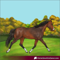 Horse Color:Bay 