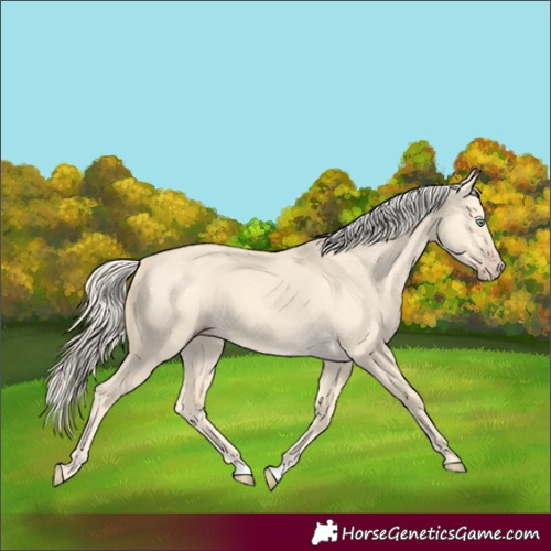 Horse Color:Gold Cream Champagne Dun 
