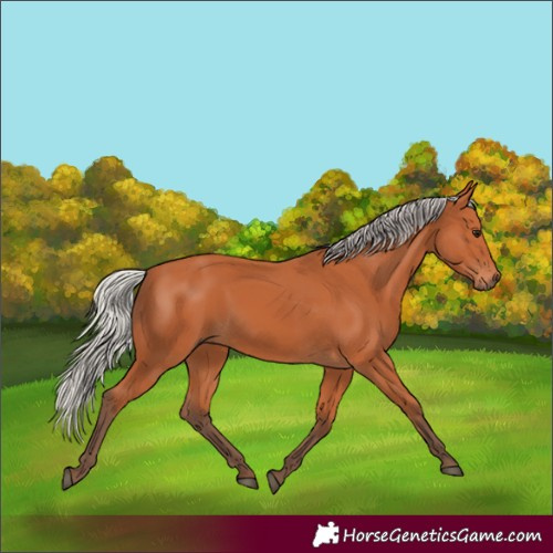 Horse Color:Silver Bay 