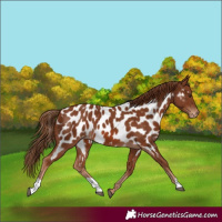 Horse Color:Chestnut Appaloosa