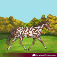 Horse Color:Chestnut Near Leopard 