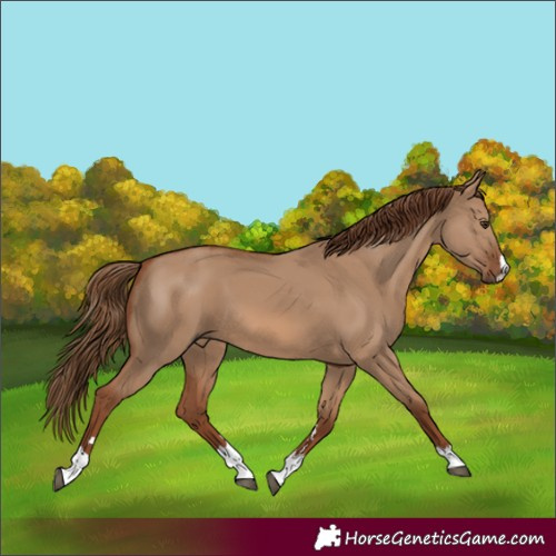 Horse Color:Red Dun 