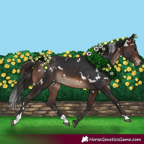 Horse Color:White Spotted Brown 