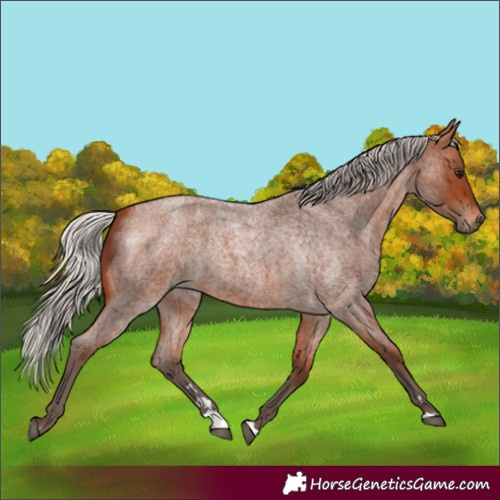 Horse Color:Silver Bay Roan