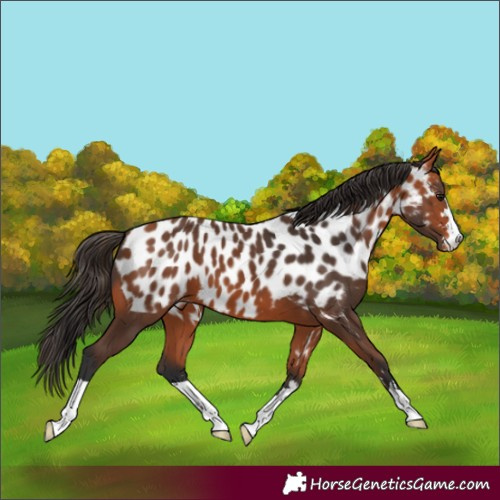 Horse Color:Bay Appaloosa 