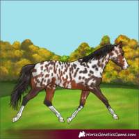 Horse Color:Bay Appaloosa