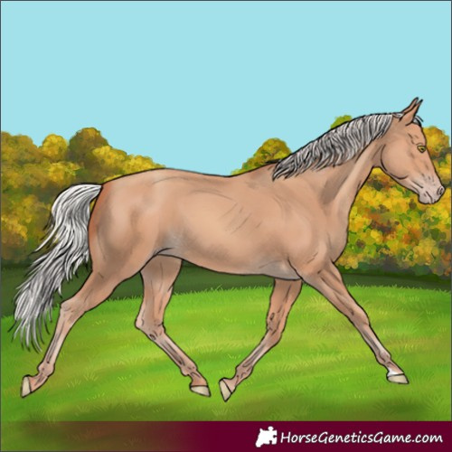 Horse Color:Silver Amber Champagne 
