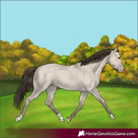 Horse Color:Classic Champagne Dun 