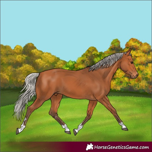 Horse Color:Silver Bay 